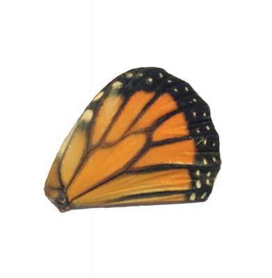 DANAUS PLEXIPPUS HIND WING